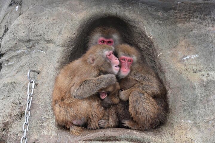 Snow Monkey Park & Zenkoji Private Tour (Customizable) — photo 5