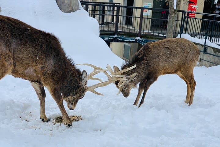 Sapporo to Blue Pond & Shirahige Falls Furano Private Tour — photo 13
