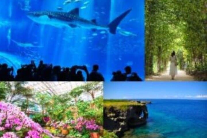 Okinawa HIP-HOP BUS B - 2 Course Tour (Okinawa Churaumi Aquarium)