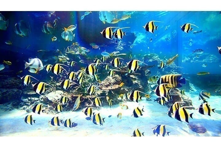Okinawa HIP-HOP BUS B - 2 Course Tour (Okinawa Churaumi Aquarium) — photo 8