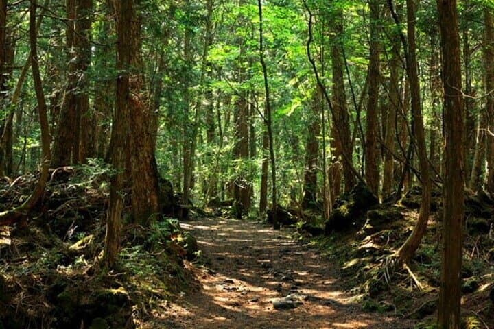Mt. Fuji Aokigahara Forest Tour with Licensed Guide and Vehicle — photo 4