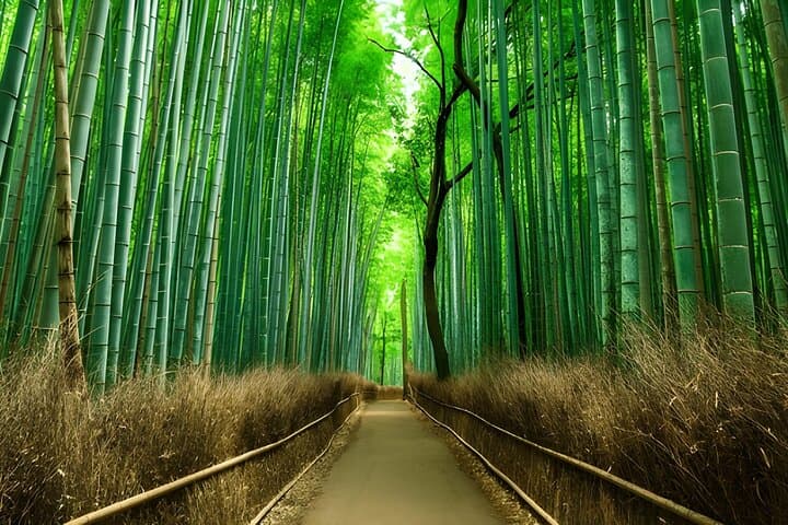 Private Kyoto Sightseeing Tour with Licensed Green-Plate Vehicle — photo 2