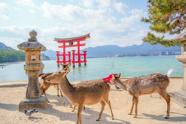 Hiroshima and Miyajima Full-Day Tour from Kyoto by Bullet Train — photo 8