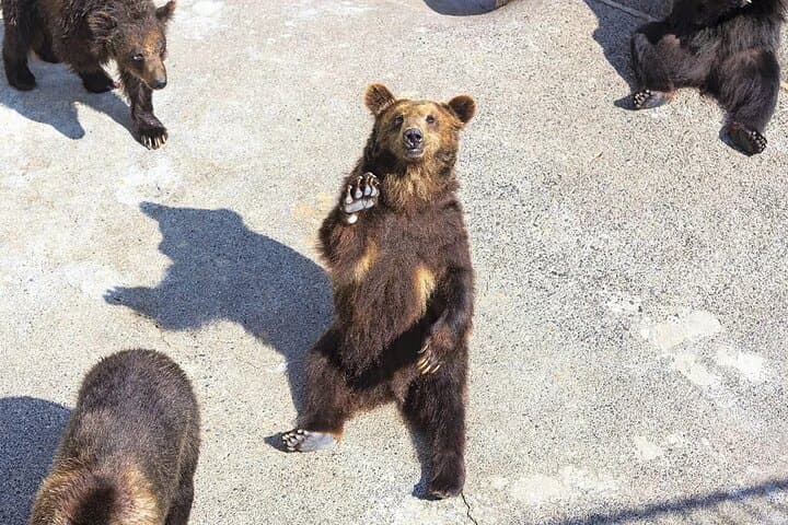 From Sapporo Private Tour : Lake Toya, Bear Ranch & Noboribetsu — photo 13