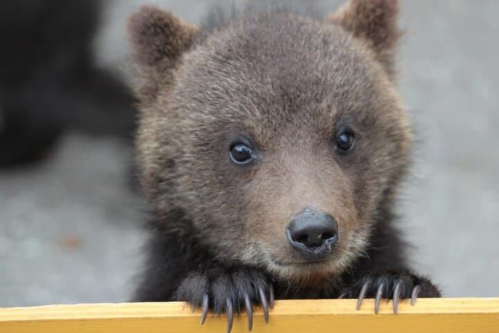 From Sapporo Private Tour : Lake Toya, Bear Ranch & Noboribetsu — photo 4
