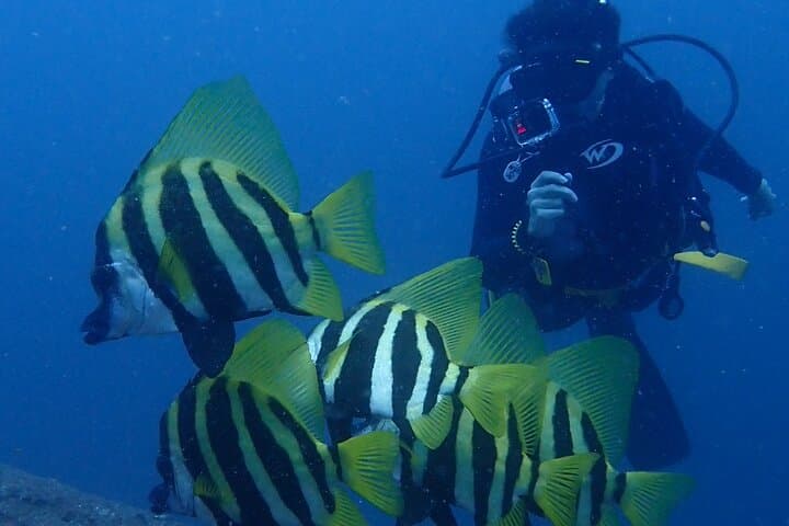 Experience Dry Suit Diving : 1 Beach + 1 Boat Dive in Kushimoto — photo 7
