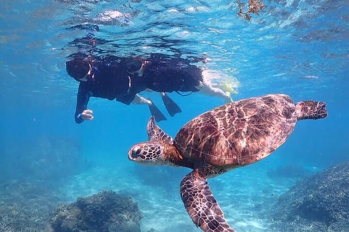 Okinawa Miyako Sea turtle Snorkeling Free Pick up and Drop off — photo 4
