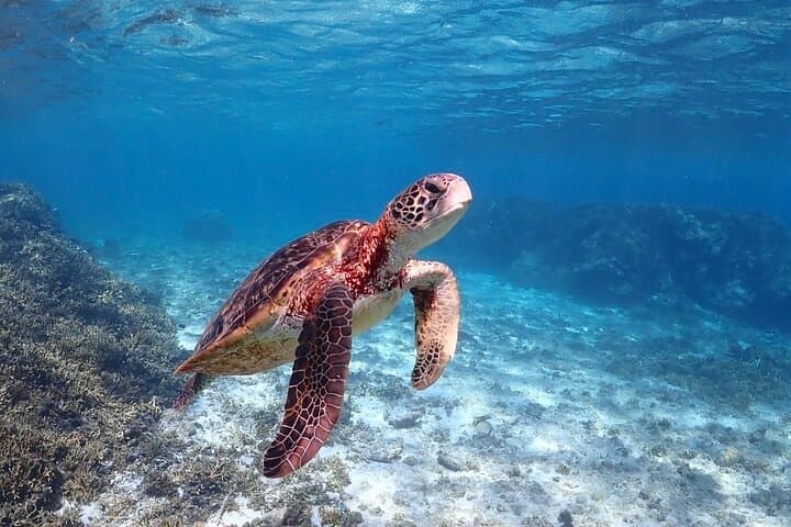 Okinawa Miyako Sea turtle Snorkeling Free Pick up and Drop off — photo 3
