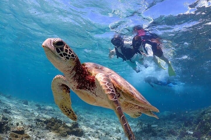 Okinawa Miyako Sea turtle Snorkeling Free Pick up and Drop off — photo 12