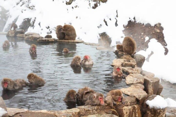 Private Full Day Nagano Day Tour w/ Hotel Pick-Up — photo 1