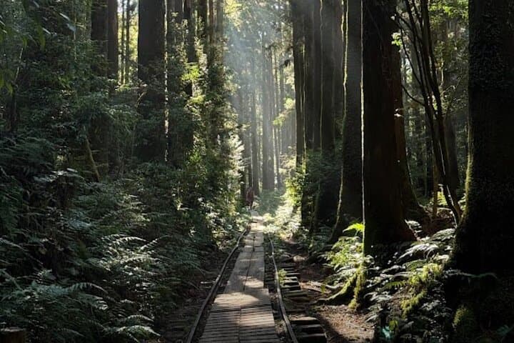 1 Day Jomon cedar Adventure — photo 7