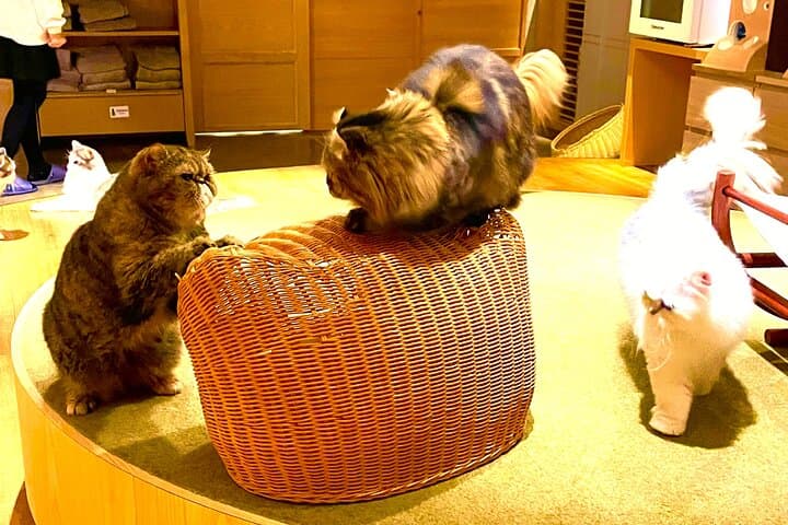 Tokyo Night Tour: Shinjuku Cat Cafe, 3D Cat & Original 3D Latte — photo 3