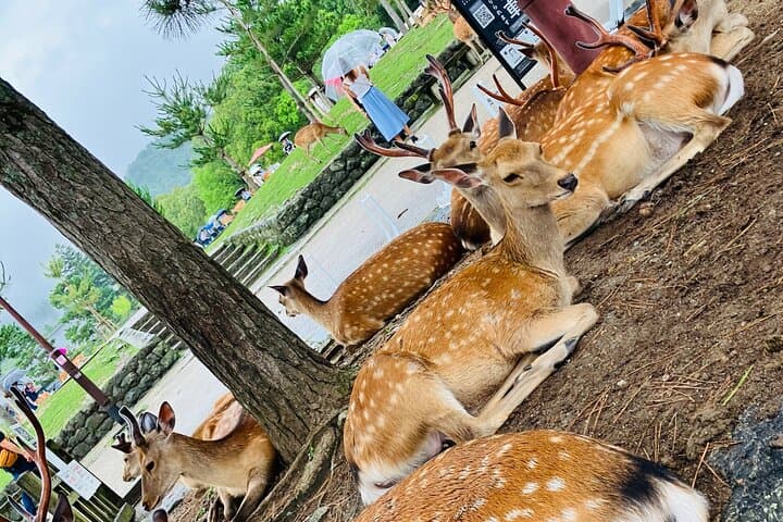 Nara: Essential Private Tour with Deer Park and Temples — photo 2