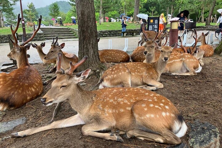 Nara: Essential Private Tour with Deer Park and Temples — photo 5