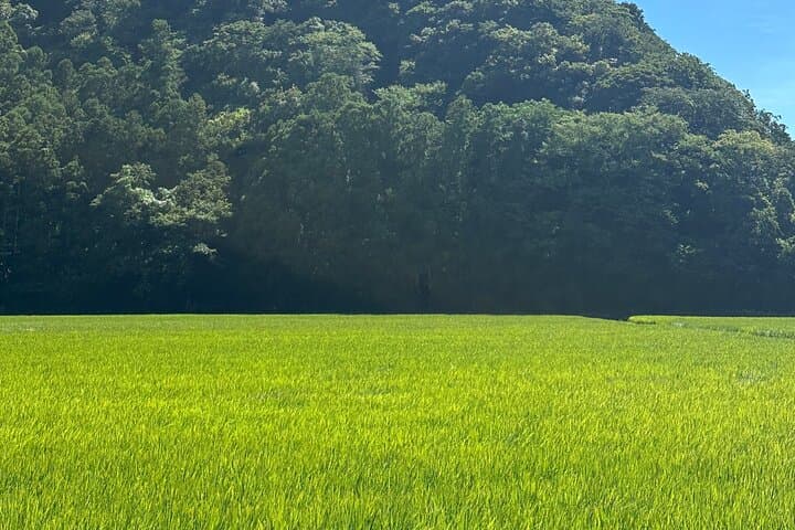 Visit Tsushima exclusive Private English /Español Tour — photo 6