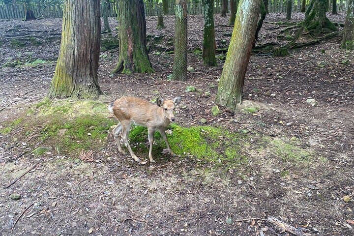 Nara Highlights Guided Tour by Private Car from Osaka — photo 7