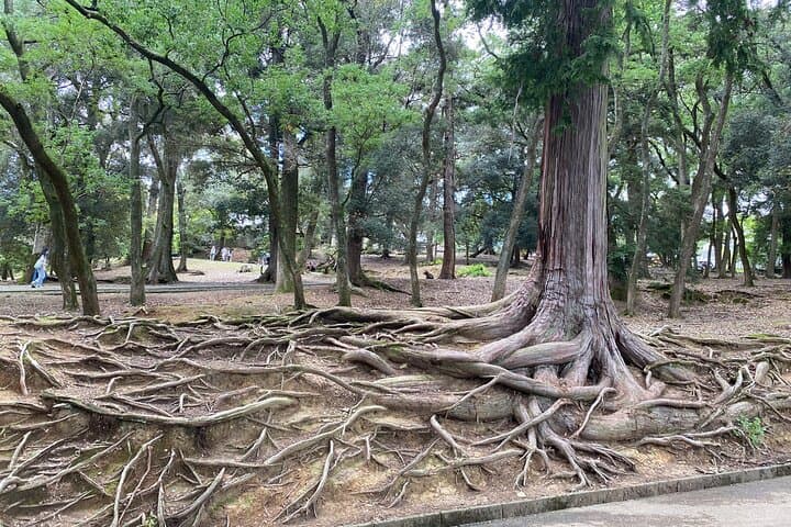 Nara Highlights Guided Tour by Private Car from Osaka — photo 17