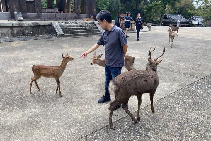Nara Guided Tour by Private Car from Kyoto — photo 12