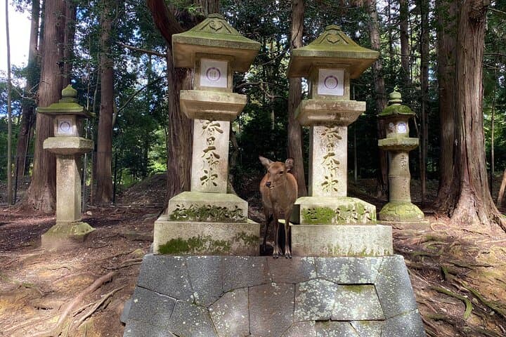 Nara Guided Tour by Private Car from Kyoto — photo 16