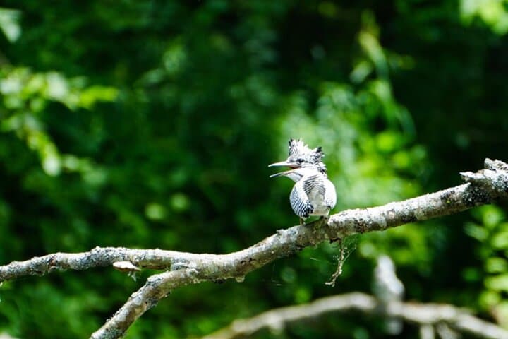 Exclusive Birdwatching Canoe with Ornithologist in Akan Mashu — photo 2