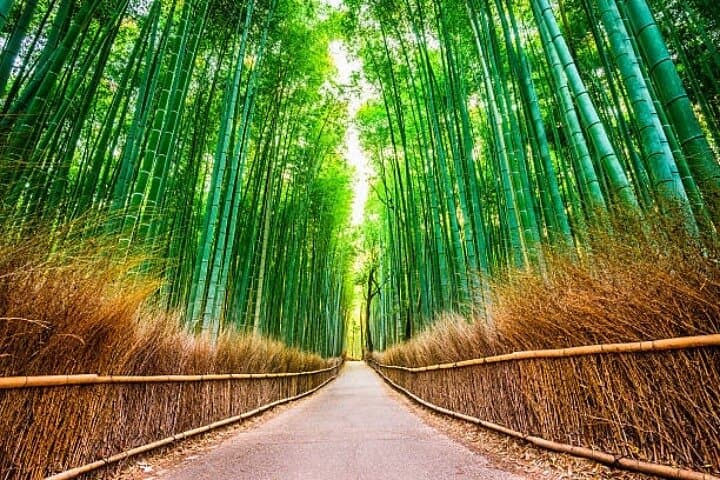 Private Full Day Kyoto HIghlights with Pick-Up and Drop-Off — photo 8
