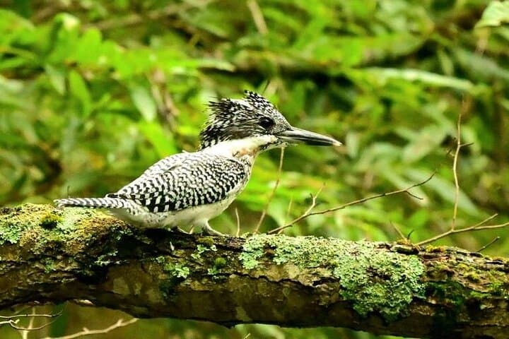 2-Days 1-Night Birdwatching Canoe in Akan–Mashu National Park — photo 4