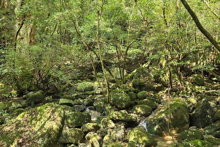 1 Day Jomon cedar Adventure — photo 3