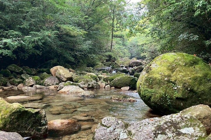 1 Day Jomon cedar Adventure — photo 4