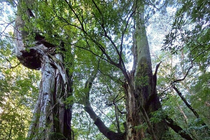 1 Day Jomon cedar Adventure — photo 5