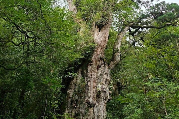 1 Day Jomon cedar Adventure