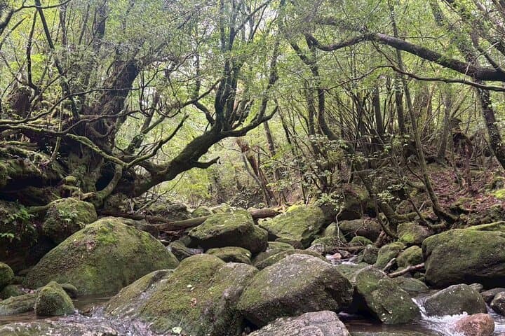 1 Day Shiratani Unsuikyo Adventure — photo 2
