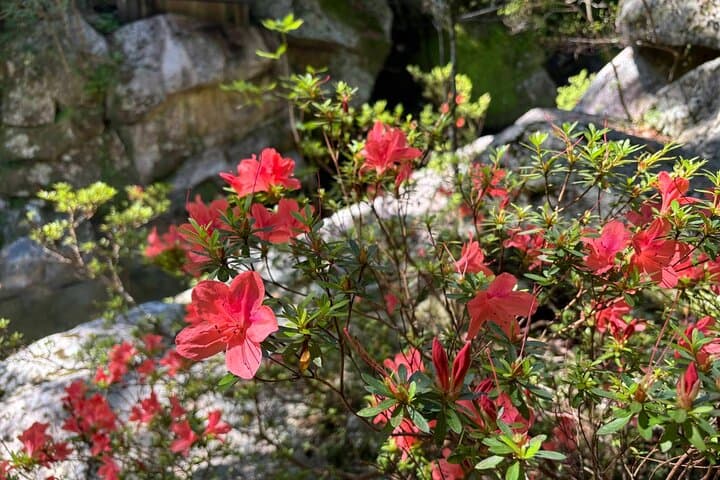 1 Day Shiratani Unsuikyo Adventure — photo 3