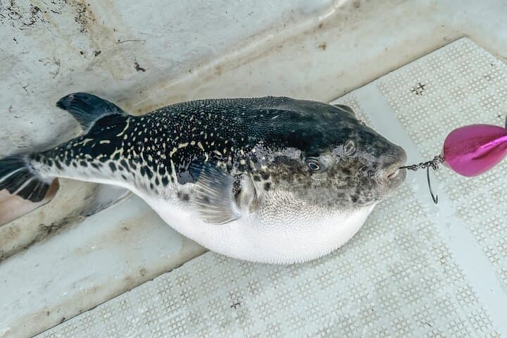 Private Fugu Experience with 40-Year Master Chef near Osaka Kyoto — photo 13