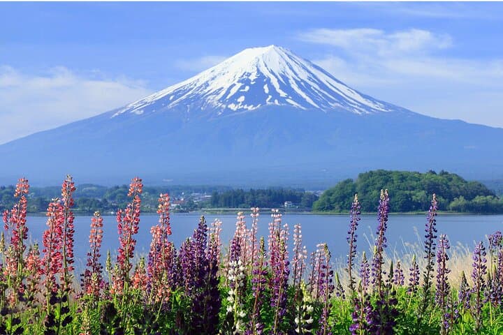 Mt. Fuji Hikawa Clock Shop Oshino Hakkai and Oishi Park Day Trip — photo 6