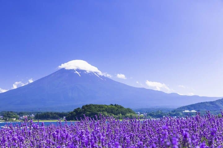 Mt. Fuji Hikawa Clock Shop Oshino Hakkai and Oishi Park Day Trip — photo 2