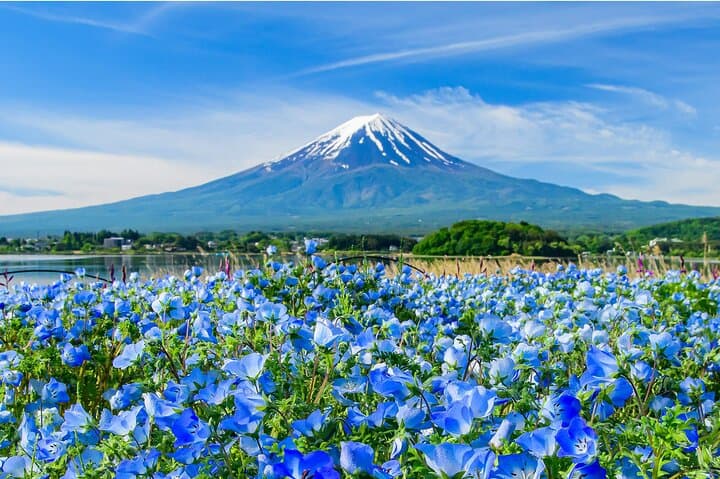 Mt. Fuji Hikawa Clock Shop Oshino Hakkai and Oishi Park Day Trip — photo 15