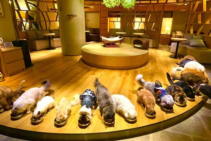 Tokyo: Gotokuji Lucky Cat Temple, Shinjuku Cat Cafe, 3D Giant Cat — photo 4