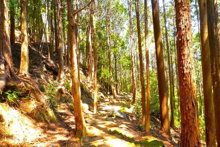 Wakayama: Walk the Kumano Kodo to Kumano Hongu Taisha — photo 11