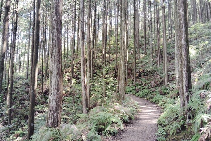 Wakayama: Walk the Kumano Kodo to Kumano Hongu Taisha — photo 3