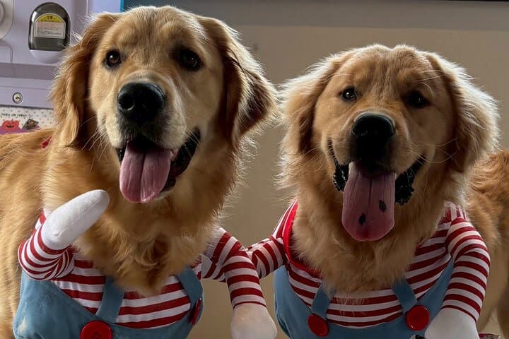 Fluffy Dogs – Premium Dog Interaction Experience!! Fukuoka Hakata — photo 2
