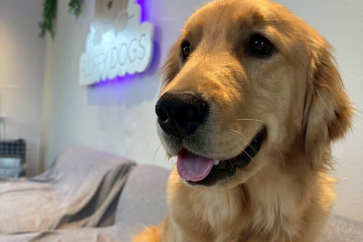 Fluffy Dogs – Premium Dog Interaction Experience!! Fukuoka Hakata — photo 6