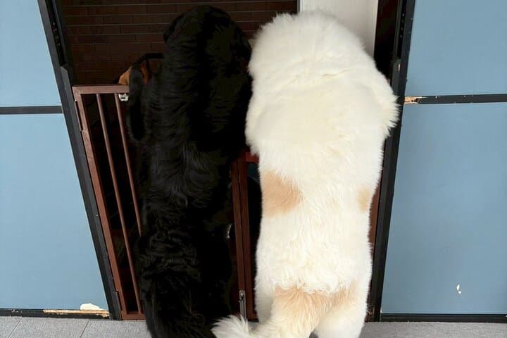 Fluffy Dogs – Premium Dog Interaction Experience!! Fukuoka Hakata — photo 7