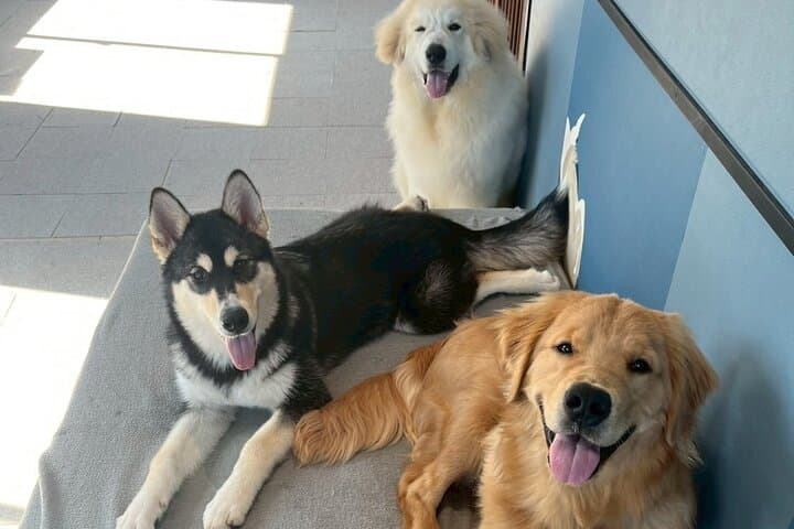 Fluffy Dogs – Premium Dog Interaction Experience!! Fukuoka Hakata — photo 9