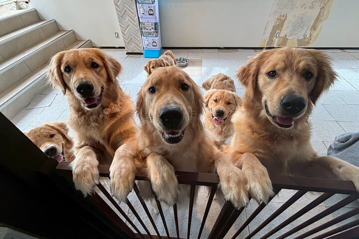 Fluffy Dogs – Premium Dog Interaction Experience!! Fukuoka Hakata — photo 11