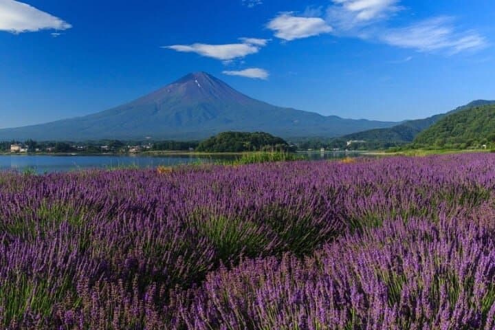 Private Mt Fuji Tour with English Speaking Driver — photo 4