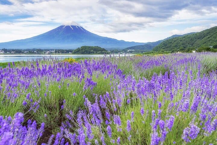 Mt Fuji Arakurayama and Kawaguchiko Scenic Day Tour — photo 15