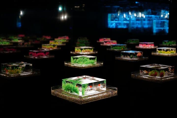Art Aquarium Museum Ginza Admission Ticket — photo 3