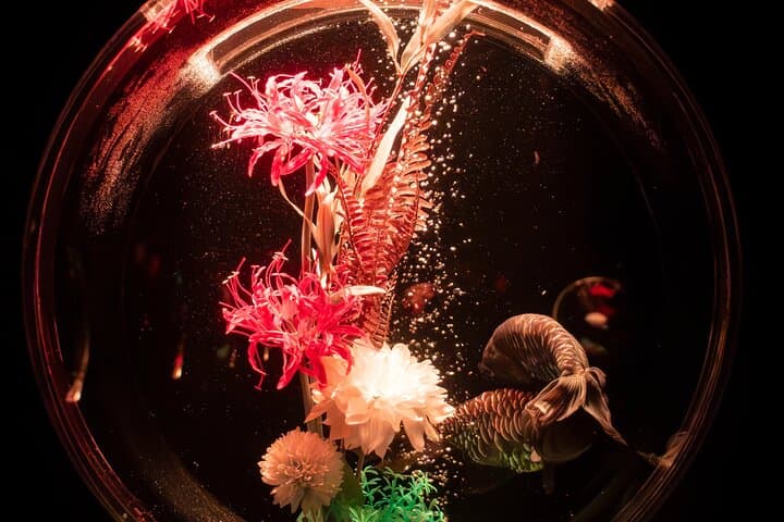 Art Aquarium Museum Ginza Admission Ticket — photo 1