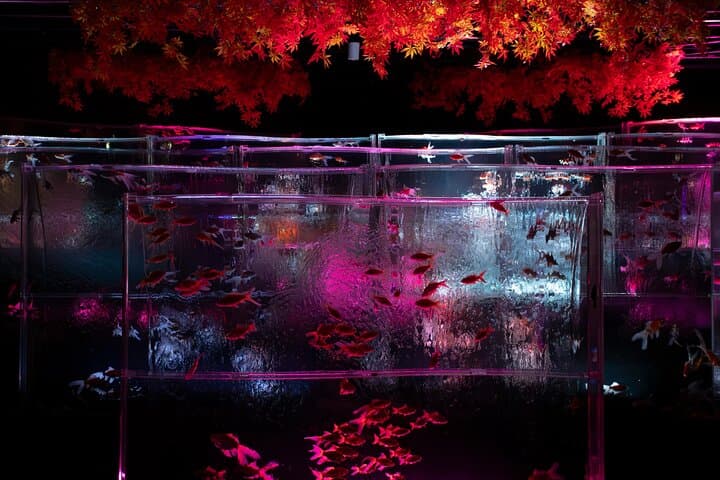 Art Aquarium Museum Ginza Admission Ticket — photo 7