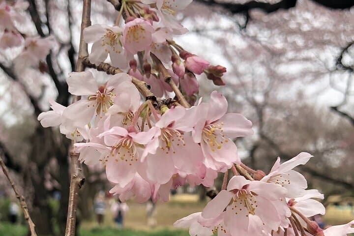 Tokyo Private Walking Tour Custom Itinerary with Local Guide — photo 13